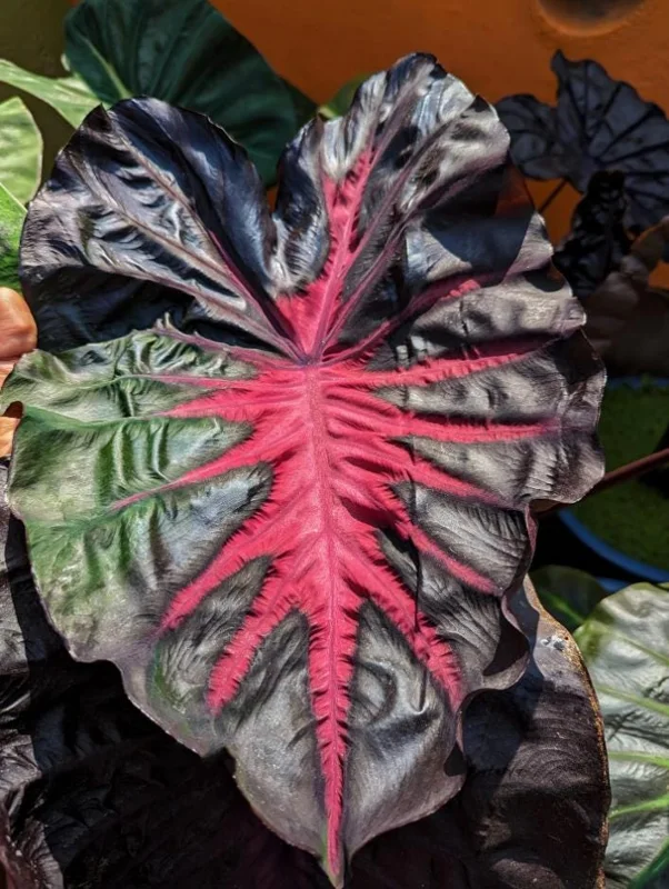 Colocasia 'Redemption' Live Plant - Elephant Ear Tropical Foliage, 4-7 Inch Tall Starter, Indoor/Outdoor Colocasia 'Redemption' Live Plant - Elephant Ear Tropical Foliage, 4-7 Inch Tall Starter, Indoor/Outdoor - Image 3