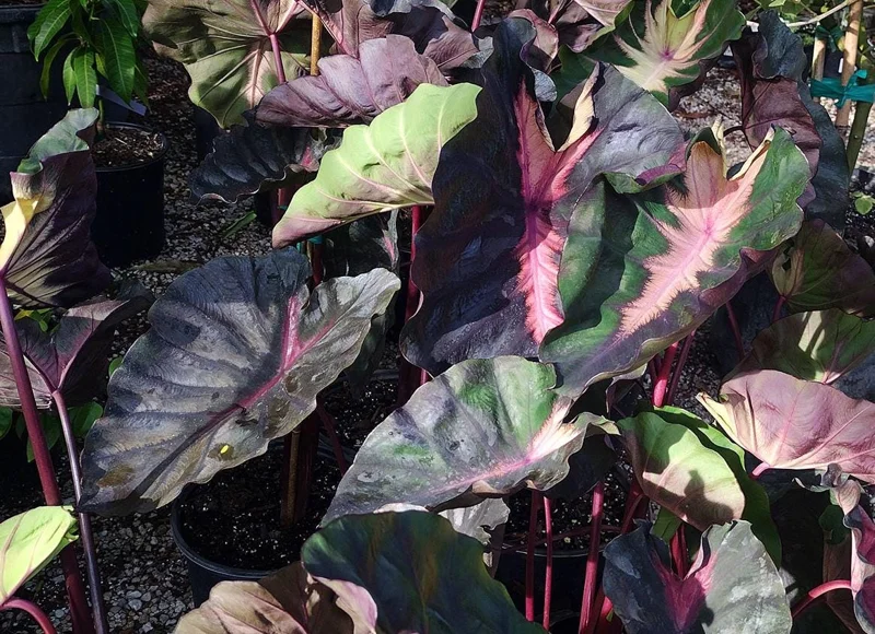 Colocasia 'Redemption' Live Plant - Elephant Ear Tropical Foliage, 4-7 Inch Tall Starter, Indoor/Outdoor Colocasia 'Redemption' Live Plant - Elephant Ear Tropical Foliage, 4-7 Inch Tall Starter, Indoor/Outdoor - Image 4