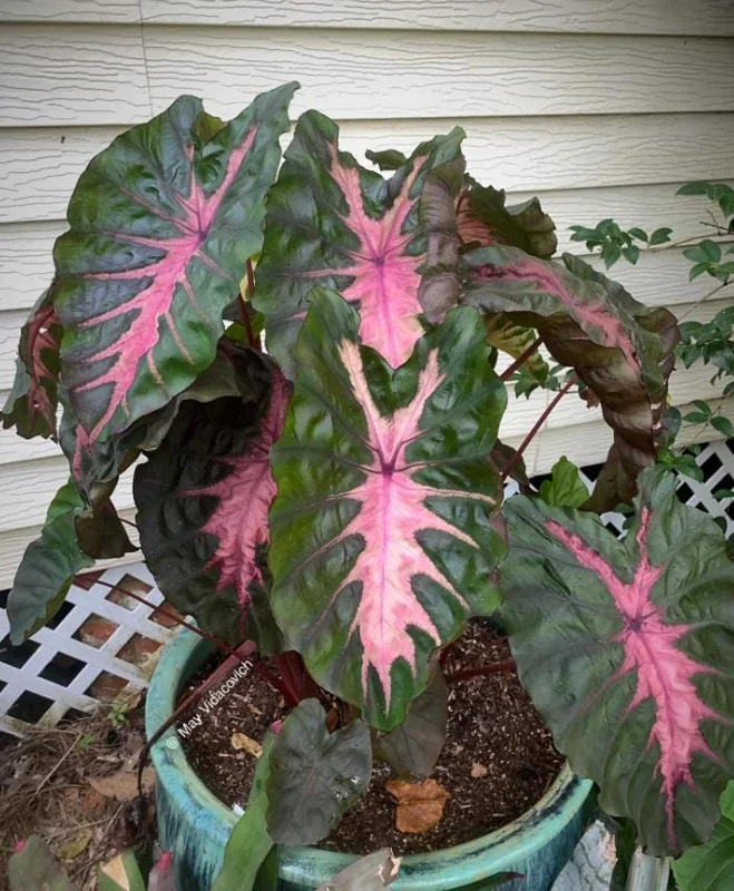Colocasia 'Redemption' Live Plant - Elephant Ear Tropical Foliage, 4-7 Inch Tall Starter, Indoor/Outdoor Colocasia 'Redemption' Live Plant - Elephant Ear Tropical Foliage, 4-7 Inch Tall Starter, Indoor/Outdoor - Image 5