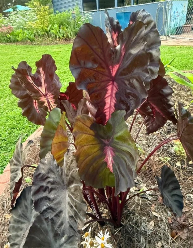 Colocasia 'Redemption' Live Plant - Elephant Ear Tropical Foliage, 4-7 Inch Tall Starter, Indoor/Outdoor Colocasia 'Redemption' Live Plant - Elephant Ear Tropical Foliage, 4-7 Inch Tall Starter, Indoor/Outdoor - Image 6