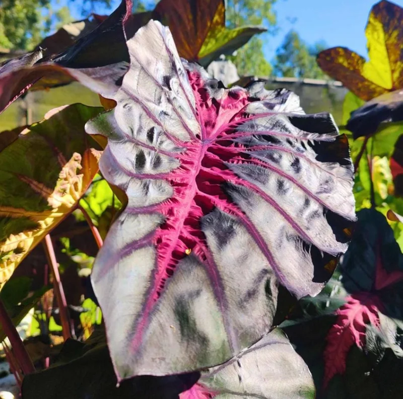 Colocasia 'Redemption' Live Plant - Elephant Ear Tropical Foliage, 4-7 Inch Tall Starter, Indoor/Outdoor Colocasia 'Redemption' Live Plant - Elephant Ear Tropical Foliage, 4-7 Inch Tall Starter, Indoor/Outdoor - Image 7