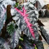 Colocasia 'Redemption' Live Plant - Elephant Ear Tropical Foliage, 4-7 Inch Tall Starter, Indoor/Outdoor - Image 1