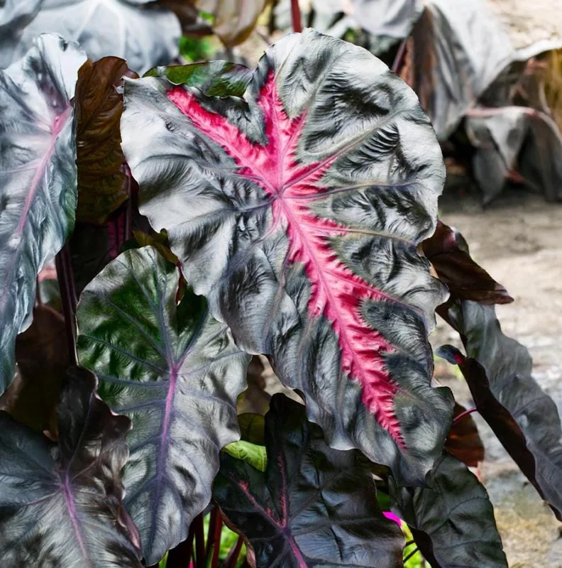 Colocasia 'Redemption' Live Plant - Elephant Ear Tropical Foliage, 4-7 Inch Tall Starter, Indoor/Outdoor Colocasia 'Redemption' Live Plant - Elephant Ear Tropical Foliage, 4-7 Inch Tall Starter, Indoor/Outdoor - Image 1
