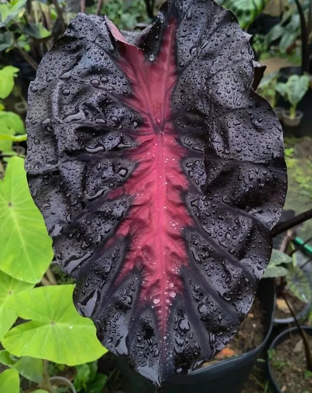 Colocasia 'Redemption' Live Plant - Elephant Ear Tropical Foliage, 4-7 Inch Tall Starter, Indoor/Outdoor Colocasia 'Redemption' Live Plant - Elephant Ear Tropical Foliage, 4-7 Inch Tall Starter, Indoor/Outdoor - Image 8