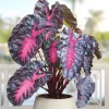 Colocasia Redemption Live Plant – Rare Elephant Ears – 4-6 Inch Tall Starter Plant - Image 1