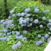 Colorful Hydrangea Plant Pink to Blue Flowers Shrub 4-6 Inch Tall - Image 1