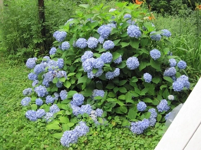 Colorful Hydrangea Plant Pink to Blue Flowers Shrub 4-6 Inch Tall - Image 1