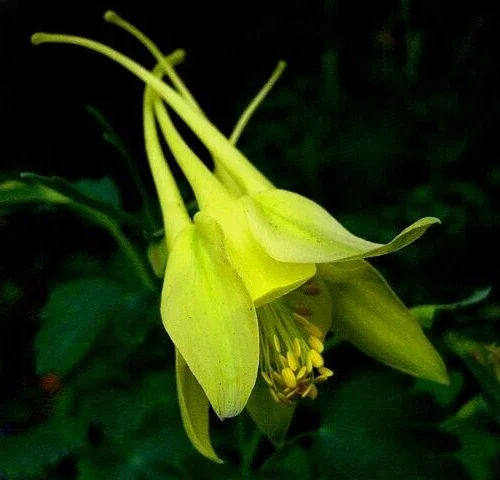 Columbine Mix Seeds - 401 Count, All Colors, Aquilegia, Perennial Shade Flowers - Image 2