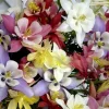 Columbine Mix Seeds - 401 Count, All Colors, Aquilegia, Perennial Shade Flowers - Image 1