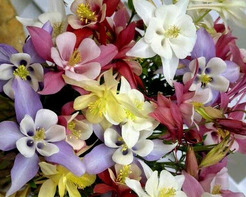Columbine Mix Seeds - 401 Count, All Colors, Aquilegia, Perennial Shade Flowers - Image 1
