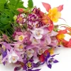 Columbine Mix Seeds Aquilegia - 400+ Seeds, Multicolor, Perennial, Partial Shade - Image 1