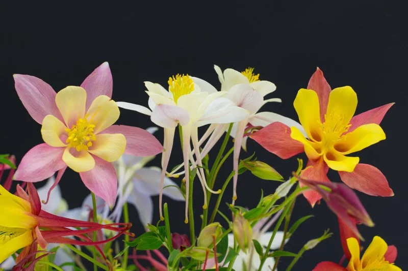 Columbine Mix Seeds - Aquilegia Flower Seeds - 400+ Seeds, Easy to Grow, Perennial - Image 2