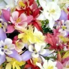 Columbine Mix Seeds - Aquilegia Flower Seeds - 400+ Seeds, Easy to Grow, Perennial - Image 1