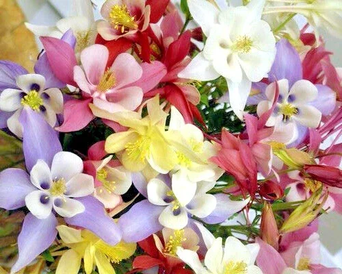 Columbine Mix Seeds - Aquilegia Flower Seeds - 400+ Seeds, Easy to Grow, Perennial - Image 1