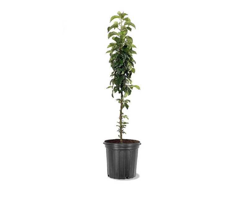 Columnar Yellow Apple Tree Live Plant - 3-4 Ft Tall, 5-Gallon Pot, Sweet Fruit - Image 2