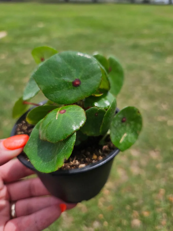 Conchifolia Rubrimacula Begonia Live Plant - 4 Inch Pot - Indoor Tropical Houseplant - Image 2