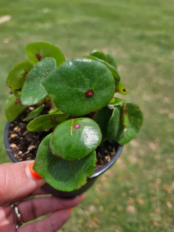 Conchifolia Rubrimacula Begonia Live Plant - 4 Inch Pot - Indoor Tropical Houseplant - Image 1
