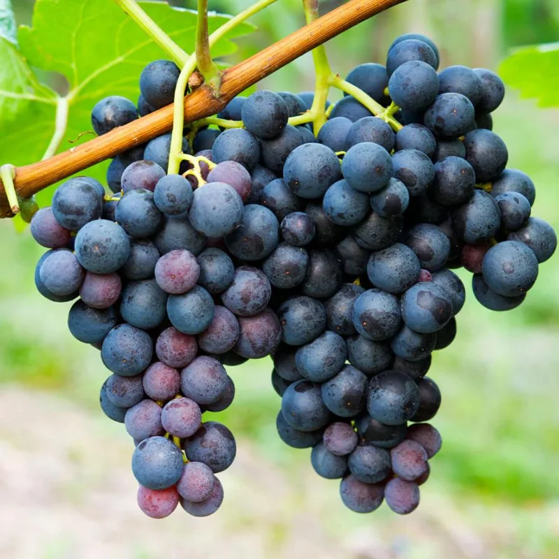 Concord Grape Live Plants – Set of 2 Hardy Grape Vines – 35 Inch Tall Concord Grape Live Plants – Set of 2 Hardy Grape Vines – 35 Inch Tall - Image 2