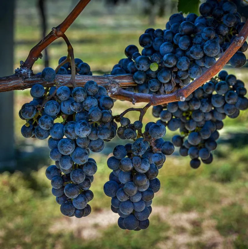 Concord Grape Live Plants – Set of 2 Hardy Grape Vines – 35 Inch Tall Concord Grape Live Plants – Set of 2 Hardy Grape Vines – 35 Inch Tall - Image 3