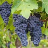 Concord Grape Live Plants – Set of 2 Hardy Grape Vines – 35 Inch Tall Concord Grape Live Plants – Set of 2 Hardy Grape Vines – 35 Inch Tall - Image 1