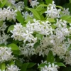 Confederate Jasmine Live Plant - 3-7 inch Tall - Fragrant White Climbing Vine - Image 1