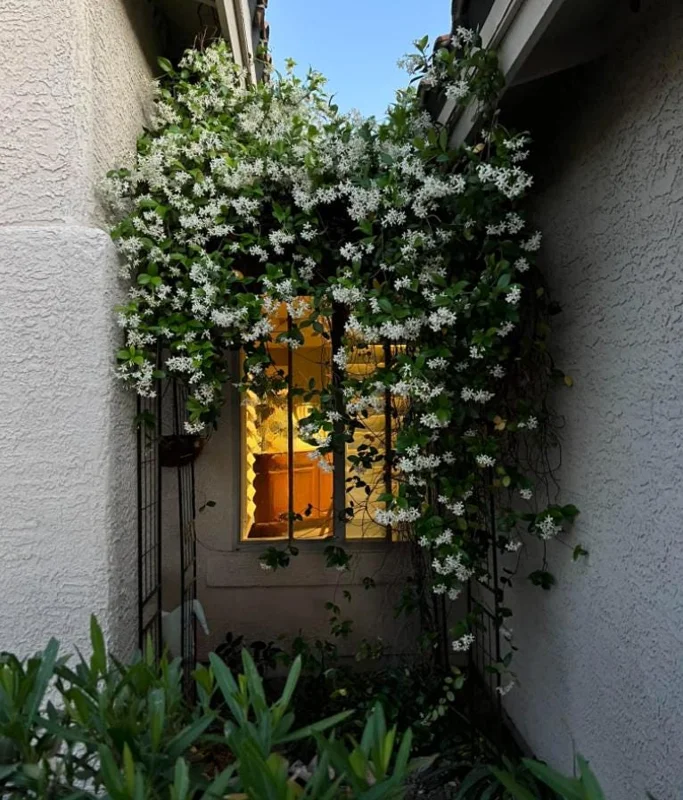 Confederate Jasmine Live Plants – Set of 2 – 3-6 Inch Tall in 3-4 Inch Pots – Fragrant Evergreen Climbing Vine Outdoor Confederate Jasmine Live Plants – Set of 2 – 3-6 Inch Tall in 3-4 Inch Pots – Fragrant Evergreen Climbing Vine Outdoor - Image 10