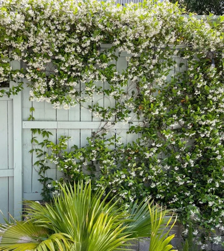 Confederate Jasmine Live Plants – Set of 2 – 3-6 Inch Tall in 3-4 Inch Pots – Fragrant Evergreen Climbing Vine Outdoor Confederate Jasmine Live Plants – Set of 2 – 3-6 Inch Tall in 3-4 Inch Pots – Fragrant Evergreen Climbing Vine Outdoor - Image 2