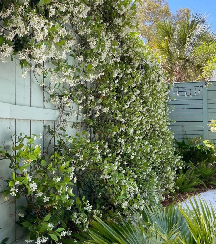 Confederate Jasmine Live Plants – Set of 2 – 3-6 Inch Tall in 3-4 Inch Pots – Fragrant Evergreen Climbing Vine Outdoor Confederate Jasmine Live Plants – Set of 2 – 3-6 Inch Tall in 3-4 Inch Pots – Fragrant Evergreen Climbing Vine Outdoor - Image 3