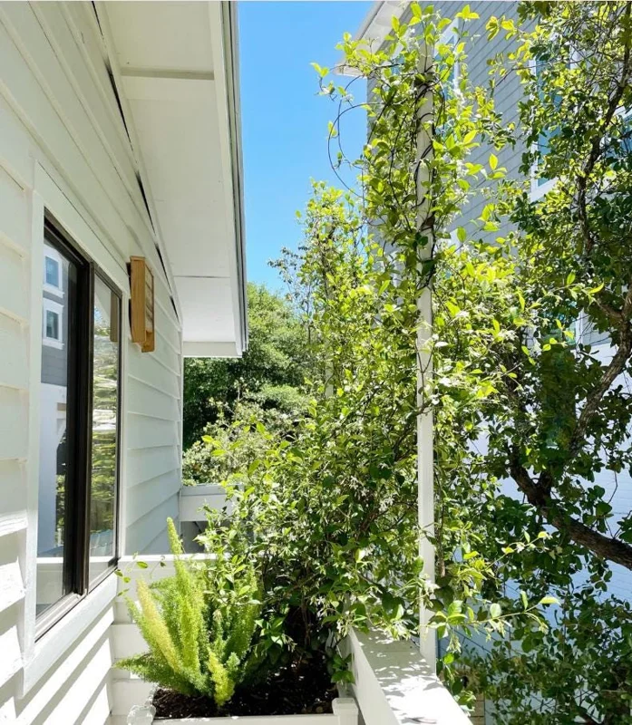 Confederate Jasmine Live Plants – Set of 2 – 3-6 Inch Tall in 3-4 Inch Pots – Fragrant Evergreen Climbing Vine Outdoor Confederate Jasmine Live Plants – Set of 2 – 3-6 Inch Tall in 3-4 Inch Pots – Fragrant Evergreen Climbing Vine Outdoor - Image 4