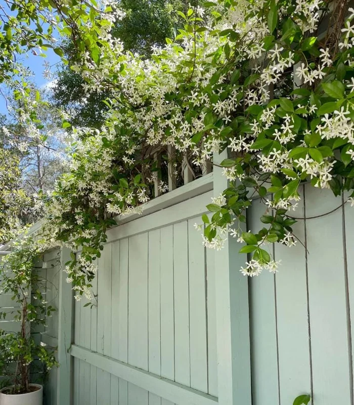 Confederate Jasmine Live Plants – Set of 2 – 3-6 Inch Tall in 3-4 Inch Pots – Fragrant Evergreen Climbing Vine Outdoor Confederate Jasmine Live Plants – Set of 2 – 3-6 Inch Tall in 3-4 Inch Pots – Fragrant Evergreen Climbing Vine Outdoor - Image 1