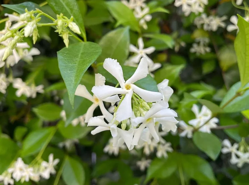 Confederate Jasmine Live Plants – Set of 2 – 3-6 Inch Tall in 3-4 Inch Pots – Fragrant Evergreen Climbing Vine Outdoor Confederate Jasmine Live Plants – Set of 2 – 3-6 Inch Tall in 3-4 Inch Pots – Fragrant Evergreen Climbing Vine Outdoor - Image 5