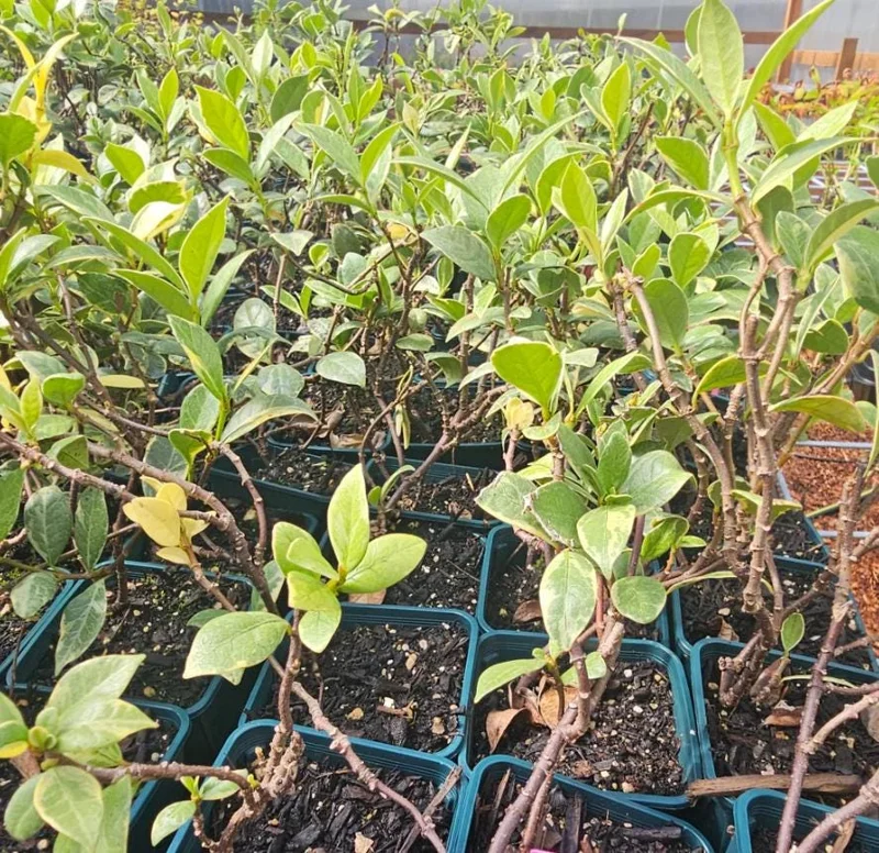 Confederate Jasmine Live Plants – Set of 2 – 3-6 Inch Tall in 3-4 Inch Pots – Fragrant Evergreen Climbing Vine Outdoor Confederate Jasmine Live Plants – Set of 2 – 3-6 Inch Tall in 3-4 Inch Pots – Fragrant Evergreen Climbing Vine Outdoor - Image 6