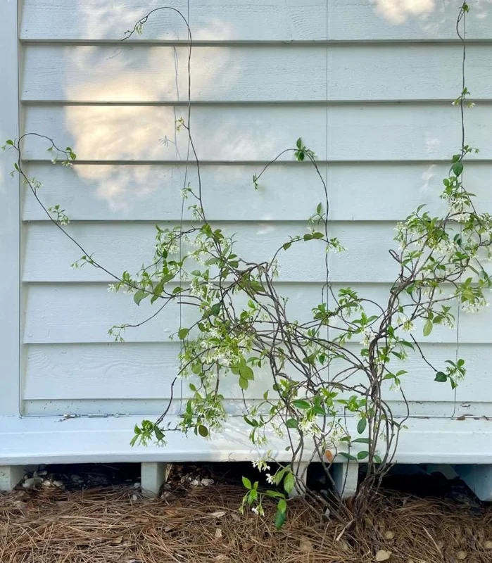 Confederate Jasmine Live Plants – Set of 2 – 3-6 Inch Tall in 3-4 Inch Pots – Fragrant Evergreen Climbing Vine Outdoor Confederate Jasmine Live Plants – Set of 2 – 3-6 Inch Tall in 3-4 Inch Pots – Fragrant Evergreen Climbing Vine Outdoor - Image 7