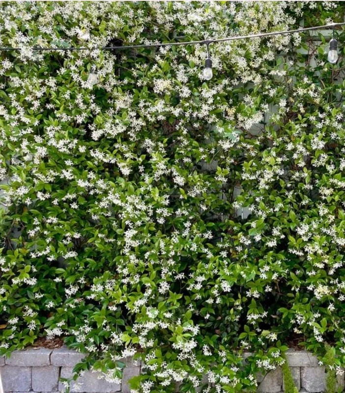 Confederate Jasmine Live Plants – Set of 2 – 3-6 Inch Tall in 3-4 Inch Pots – Fragrant Evergreen Climbing Vine Outdoor Confederate Jasmine Live Plants – Set of 2 – 3-6 Inch Tall in 3-4 Inch Pots – Fragrant Evergreen Climbing Vine Outdoor - Image 8