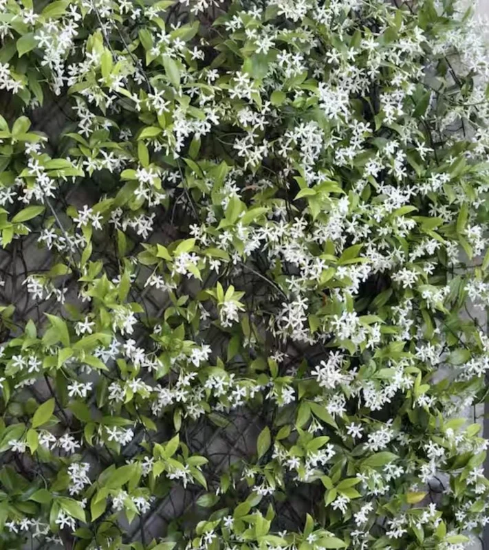 Confederate Jasmine Live Plants – Set of 2 – 3-6 Inch Tall in 3-4 Inch Pots – Fragrant Evergreen Climbing Vine Outdoor Confederate Jasmine Live Plants – Set of 2 – 3-6 Inch Tall in 3-4 Inch Pots – Fragrant Evergreen Climbing Vine Outdoor - Image 9