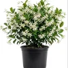 Confederate Star Jasmine Live Plant – Fragrant White Flowering Vine – 4-6 Inch Tall – Indoor Outdoor Confederate Star Jasmine Live Plant – Fragrant White Flowering Vine – 4-6 Inch Tall – Indoor Outdoor - Image 1