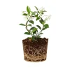 Confederate Star Jasmine Live Plant – White Blooms 4-6 Inch Tall – Indoor/Outdoor Vine - Image 1
