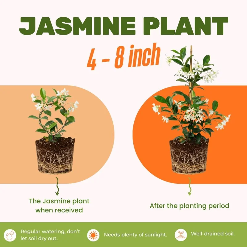 Confederate Star Jasmine Live Plant – White Blooms 4-6 Inch Tall – Indoor/Outdoor Vine Confederate Star Jasmine Live Plant – White Blooms 4-6 Inch Tall – Indoor/Outdoor Vine - Image 2