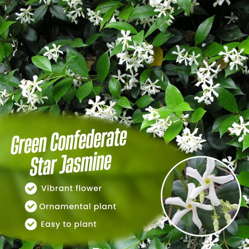Confederate Star Jasmine Live Plant – White Blooms 4-6 Inch Tall – Indoor/Outdoor Vine Confederate Star Jasmine Live Plant – White Blooms 4-6 Inch Tall – Indoor/Outdoor Vine - Image 3