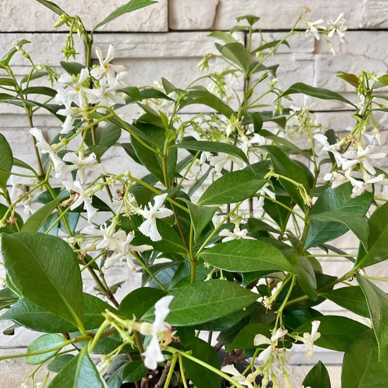 Confederate Star Jasmine Live Plant – White Blooms 4-6 Inch Tall – Indoor/Outdoor Vine Confederate Star Jasmine Live Plant – White Blooms 4-6 Inch Tall – Indoor/Outdoor Vine - Image 4
