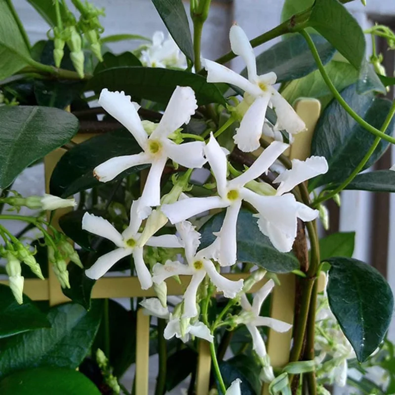 Confederate Star Jasmine Live Plant – White Blooms 4-6 Inch Tall – Indoor/Outdoor Vine Confederate Star Jasmine Live Plant – White Blooms 4-6 Inch Tall – Indoor/Outdoor Vine - Image 5