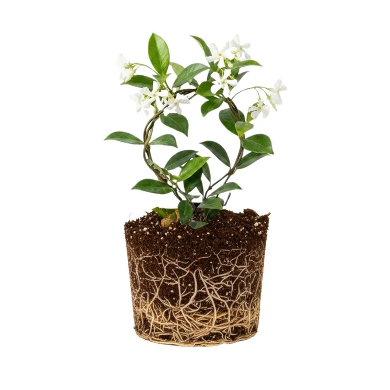 Confederate Star Jasmine Live Plant – White Blooms 4-6 Inch Tall – Indoor/Outdoor Vine - Image 1