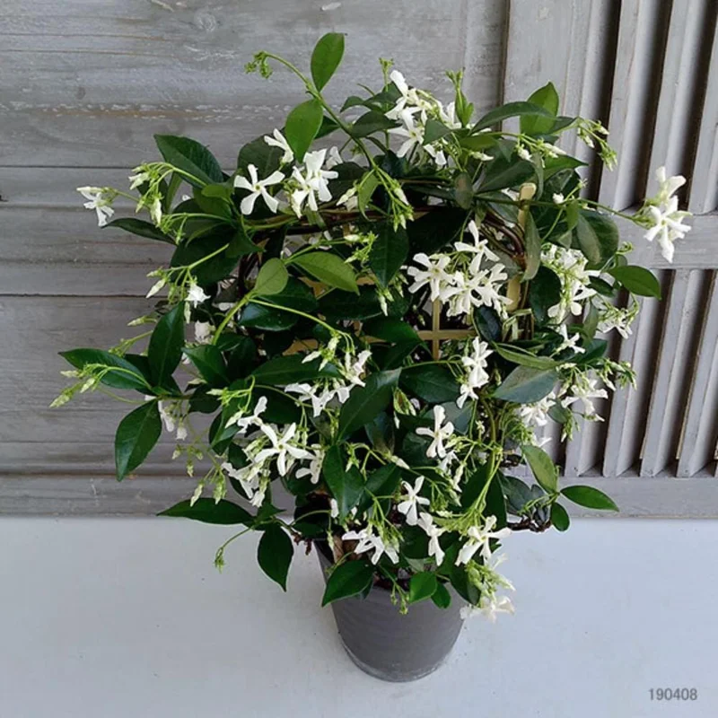 Confederate Star Jasmine Live Plant – White Blooms 4-6 Inch Tall – Indoor/Outdoor Vine Confederate Star Jasmine Live Plant – White Blooms 4-6 Inch Tall – Indoor/Outdoor Vine - Image 6