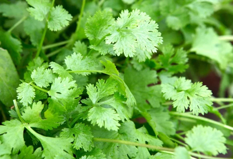 Coriander Live Plant – Fresh Culinary Herb 3 Inch Pot – Approx. 10 Inch Tall Coriander Live Plant – Fresh Culinary Herb 3 Inch Pot – Approx. 10 Inch Tall - Image 2