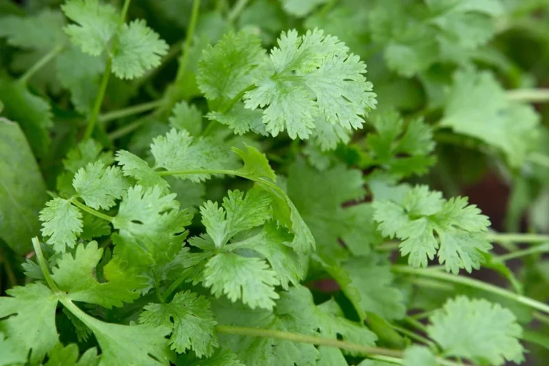 Coriander Live Plant – Fresh Culinary Herb 3 Inch Pot – Approx. 10 Inch Tall Coriander Live Plant – Fresh Culinary Herb 3 Inch Pot – Approx. 10 Inch Tall - Image 3