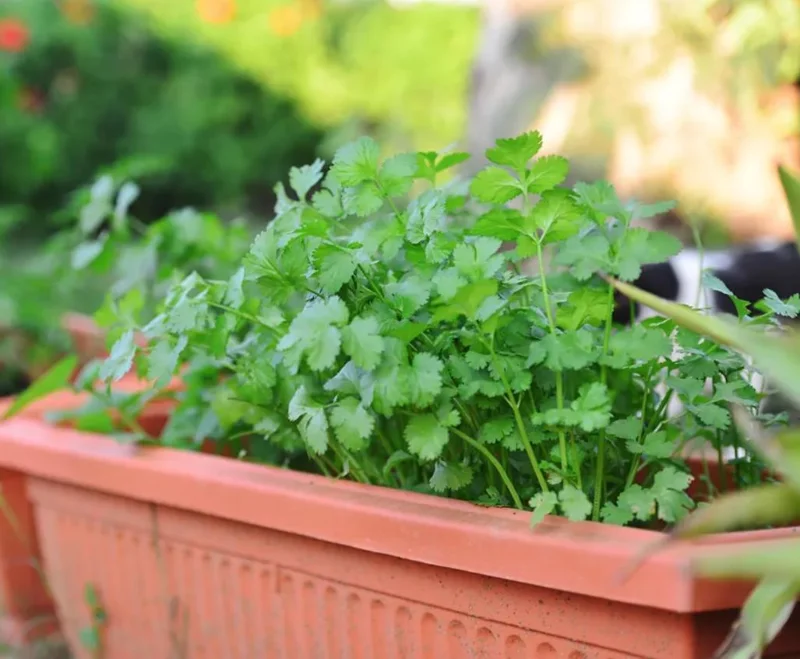 Coriander Live Plant – Fresh Culinary Herb 3 Inch Pot – Approx. 10 Inch Tall Coriander Live Plant – Fresh Culinary Herb 3 Inch Pot – Approx. 10 Inch Tall - Image 4