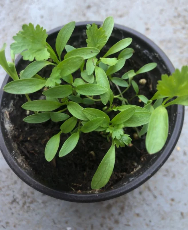 Coriander Live Plant – Fresh Culinary Herb 3 Inch Pot – Approx. 10 Inch Tall Coriander Live Plant – Fresh Culinary Herb 3 Inch Pot – Approx. 10 Inch Tall - Image 5