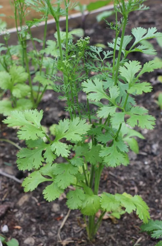 Coriander Live Plant – Fresh Culinary Herb 3 Inch Pot – Approx. 10 Inch Tall Coriander Live Plant – Fresh Culinary Herb 3 Inch Pot – Approx. 10 Inch Tall - Image 6