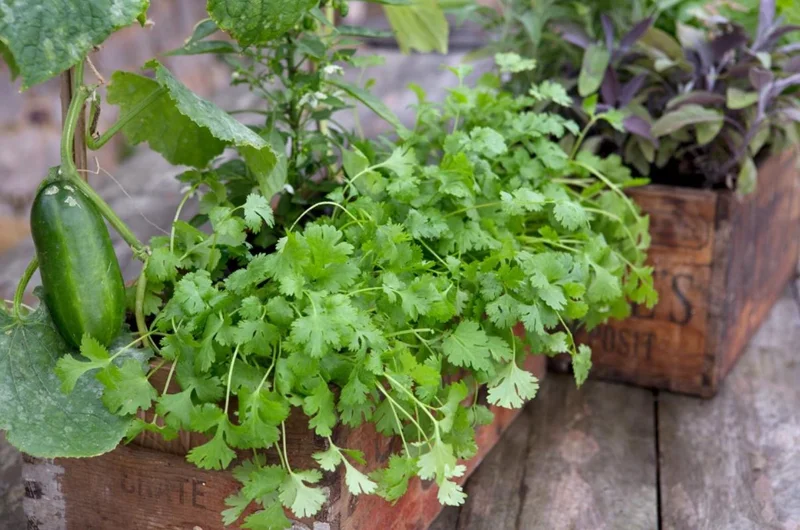 Coriander Live Plant – Fresh Culinary Herb 3 Inch Pot – Approx. 10 Inch Tall Coriander Live Plant – Fresh Culinary Herb 3 Inch Pot – Approx. 10 Inch Tall - Image 7