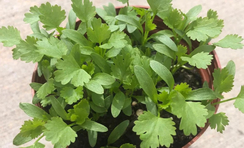 Coriander Live Plant Set of 5 – Fresh Culinary Herb, 4 Inch Pot Coriander Live Plant Set of 5 – Fresh Culinary Herb, 4 Inch Pot - Image 2